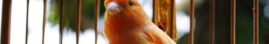Nyanyian Burung YouTube channel avatar