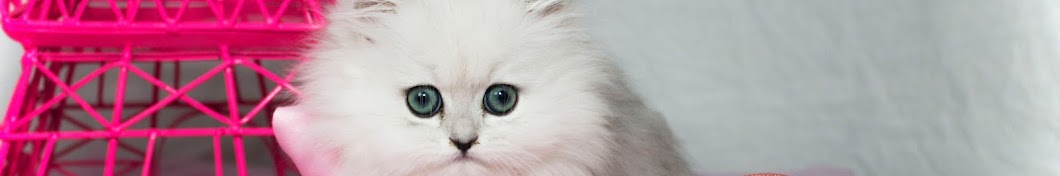 Persian Kitty Adventures YouTube kanalı avatarı