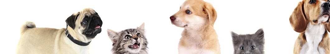Cats and Dogs âž funny video Avatar del canal de YouTube