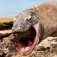 Komodo Wild Indonesia profile image