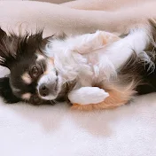 Ramuneko Stretch らむねこちゃんねる