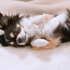 Ramuneko Stretch らむねこちゃんねる