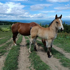 Коні Косівщини