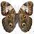 @caligoclarus's avatar