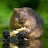@IffyMoonBeam Avatar