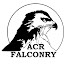 UO1j-mhF_8M-channel-avatar-ACR Falconry