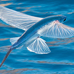 ERIC YEE (一粒鱼🐠)