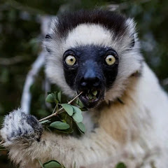 Thumbnail of related channel