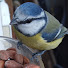DrEK2eA5-AQ-channel-avatar-Talon Tales - Bird Channel