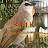 kicau Manuk Kebon