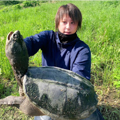 マチャアイコン画像