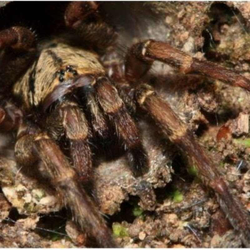 The Trapdoor Spider