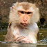 DzoN_AHktXI-channel-avatar-MonkeyBaby