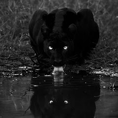 الغابه 🖤