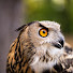 aTMozhVKzm8-channel-avatar-Falcon Quest - Birds of Prey