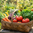 gwcK_fR5094-channel-avatar-Harvest Mastery