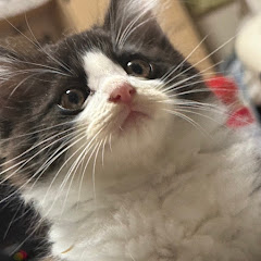 猫パンチアイコン画像