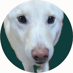 巻尾の柴犬みねおさんアイコン画像