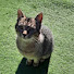 ddSMdwRh89M-channel-avatar-Il Dedino