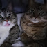 yBq--8EpyUU-channel-avatar-thegamingcatbros and retrogamergirlAlana