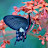 @butterflystudio1122