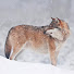 _yaHgBhv8uQ-channel-avatar-BOREALES
