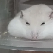 ハムスターの家