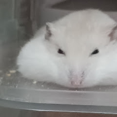 ハムスターの家