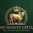 oLR3k21Jgws-channel-avatar-The Molvi's Cattle