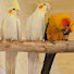 Xbey5TB6Mxs-channel-avatar-Feathery Babies