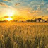 NNFIat1TkCI-channel-avatar-milknhoneyheritagefarmz