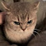 vZBQGAxRGQs-channel-avatar-RawReads