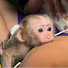 pLX-j-njoVU-channel-avatar-PiPi Monkey