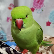 Angry Parrot