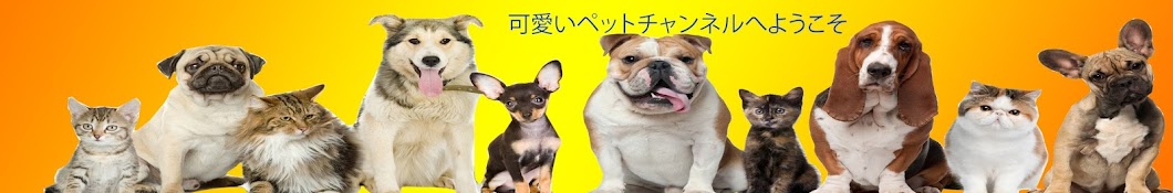 Kawaii Pet TV YouTube channel avatar