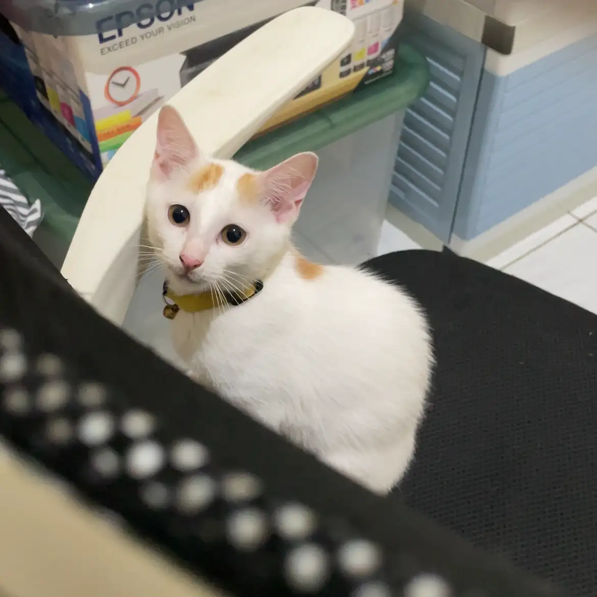 Whitey