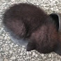 caty