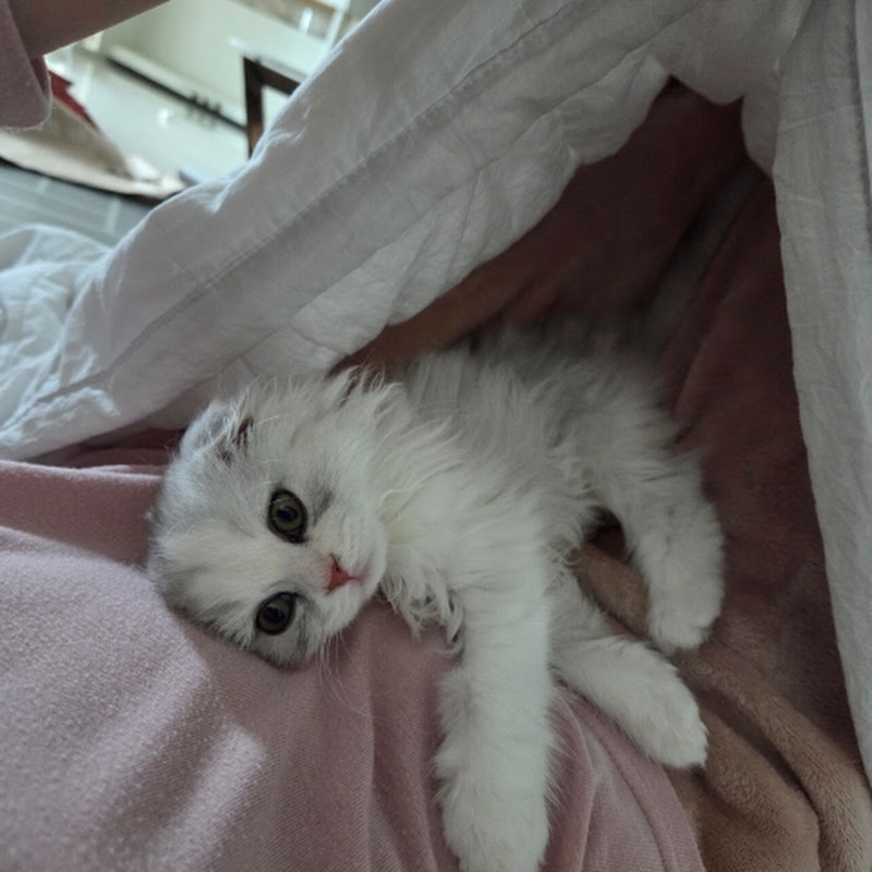 스코티쉬 아기 야옹이 천재유키~🐱
