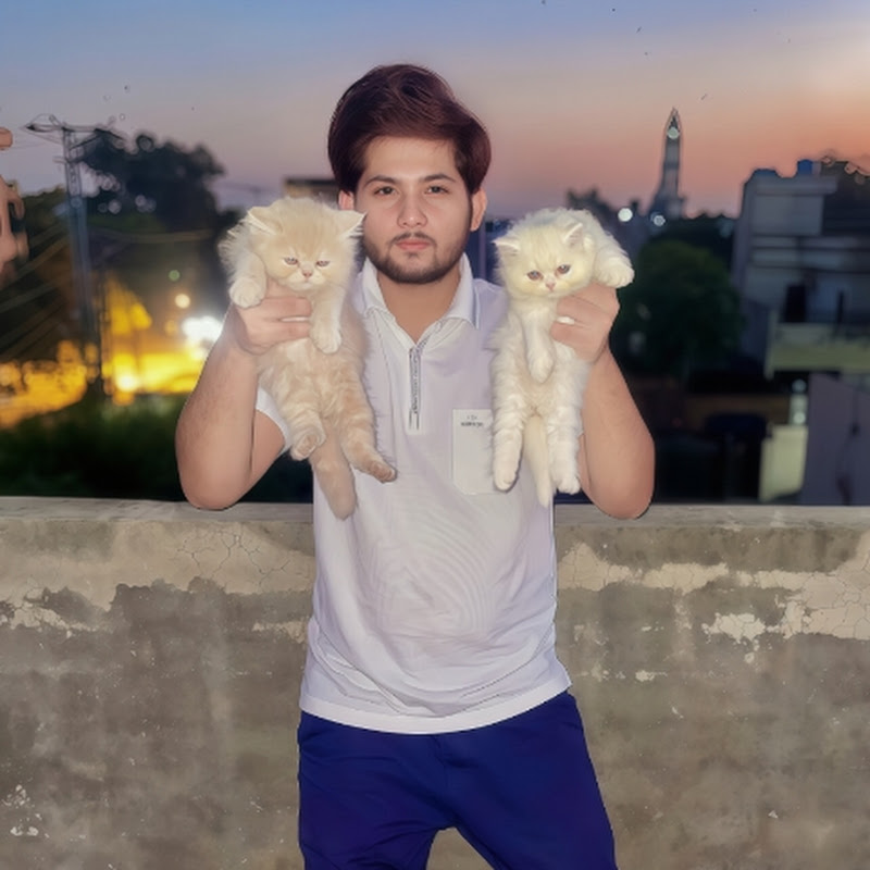 Cats kittens Pk