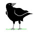 12yTPEm56_U-channel-avatar-The Cozy Crow