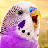 WGU7JwI7vEM-channel-avatar-Morning Budgie Sound