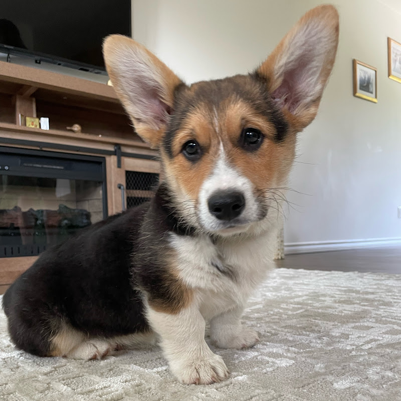 Mr. Ollie Welsh Corgi