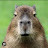 @ToastyCapybara