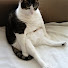 5bTRIN4VMg0-channel-avatar-ぽっちゃり猫とベルギー暮らし