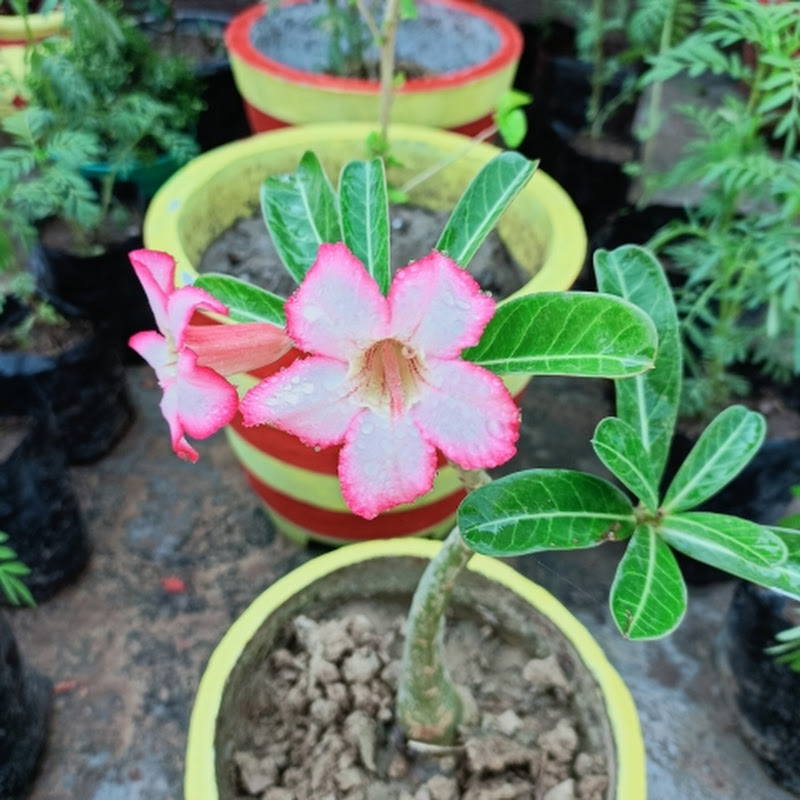 Grow plants is my hobby