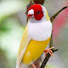 96OyYp_ZedA-channel-avatar-دنیایی پرندگان Birds World