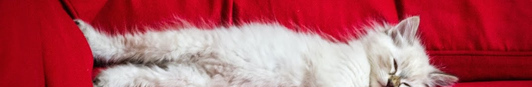 Tom Cat Maroc رمز قناة اليوتيوب