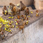 Meandmymonkey-x6i