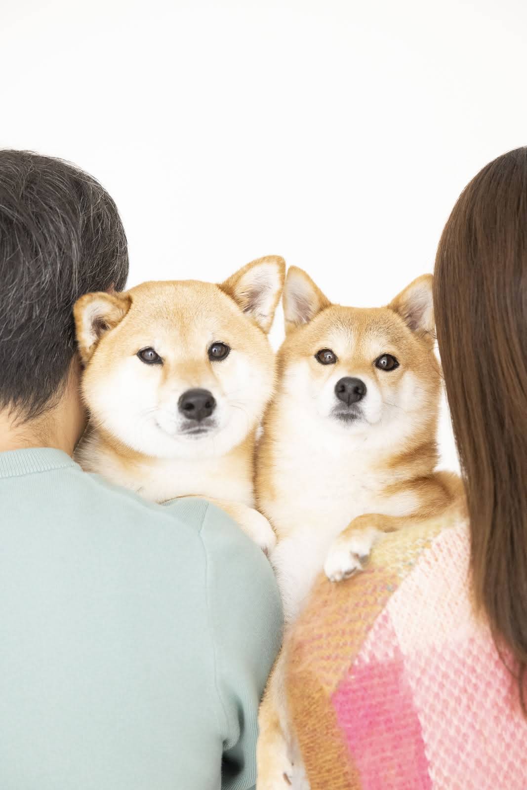 Shiba Inu Fuku & Tom - YouTube