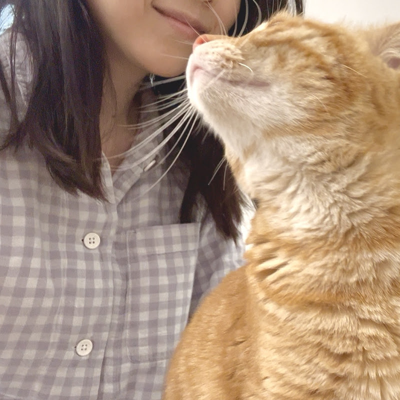 Soft Paws in Japan